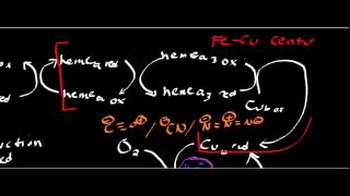 Biochemistry  Cytochrome c Oxidase Complex IV [upl. by Heigl]