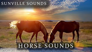 Horse Sounds  Animal Sounds with Peter Baeten [upl. by Lodie]