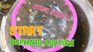 How to culture daphnia moina the easy way 1  Starting the Daphnia culture [upl. by Berl275]