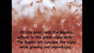 Daphnia  How to grow daphnia in your home [upl. by Hakan798]