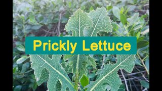 Prickly Lettuce Identification amp Uses [upl. by Lexerd611]