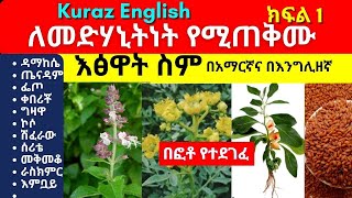 ለመድሃኒትነት የሚጠቅሙ እፅዋት ስም  names of Ethiopian medicinal plants and herbs  Part 1 [upl. by Sherye]