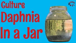 How to Culture Daphnia in a Jar [upl. by Raila]