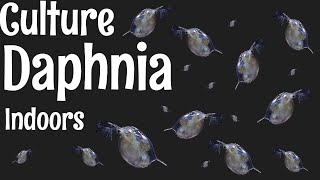 How to Culture Daphnia [upl. by Nortna959]