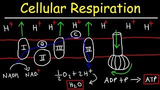 Cellular Respiration [upl. by Aehtrod968]