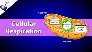 Cellular Respiration [upl. by Shiller242]