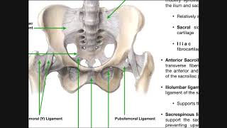 The Sacroiliac Joint Part 1  Major Ligaments amp Structures [upl. by Dulce]