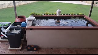 My Koi pond and filter setup [upl. by Julide]