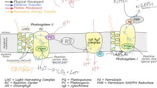 Photosynthetic Electron Transport [upl. by Nanete]