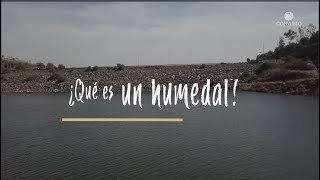 ¿Qué es un humedal [upl. by Ecinev]