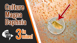 How to culture DAPHNIA MAGNA  The easy way [upl. by Rehctaht101]