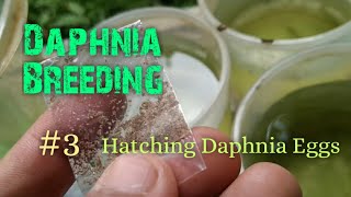 Daphnia Culture made simple and easy 3  Hatching Daphnia eggs [upl. by Llenaj]