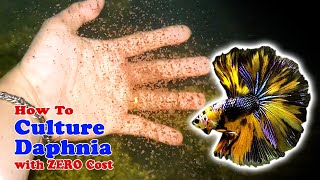 How to Culture Daphnia with ZERO Cost  Unlimited Live Food For Our Fish [upl. by Haikezeh]