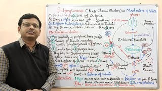 Diabetes Mellitus Part10 Mechanism of Action of Sulfonylurease  Antidiabetic Drugs  Diabetes [upl. by Alderman444]