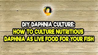 DIY Daphnia Culture How to Culture Nutritious Daphnia as Live Food for Your Fish [upl. by Mansoor]