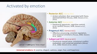 Anterior Cingulate Cortex and Emotion [upl. by Eiramllij]