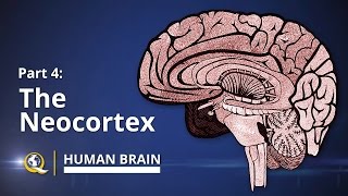 Neocortex  Human Brain Series  Part 4 [upl. by Behka]