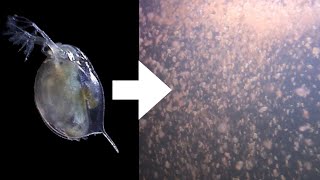 How I Culture Daphnia [upl. by Aititel]