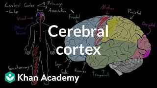 Cerebral cortex  Organ Systems  MCAT  Khan Academy [upl. by Tollmann999]