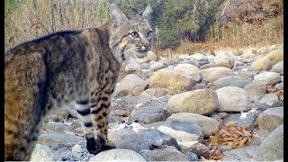 Two Bobcats screaming at each other [upl. by Atiken]