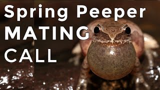 Spring Peepers  Sounds and Calls  1 Hour Uninterrupted [upl. by Trautman]