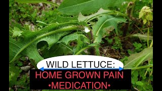 Wild Lettuce identification and uses [upl. by Florette8]