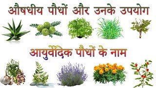 औषधीय पौधों और उनके उपयोग  Ayurvedic Plants Information In Hindi  आयुर्वेदिक पौधों के नाम [upl. by Divine]