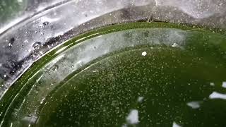 DAPHNIA MOINA CULTURE IN A SMALL BUCKET [upl. by Luane]