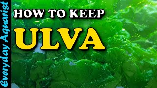 How to keep ULVA macroalgae  ULTIMATE Nitrate amp Phosphate Refugium Algae Better Than CHAETO [upl. by Lindsay]