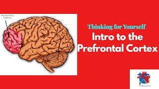 Intro to the Prefrontal Cortex [upl. by Ojok]