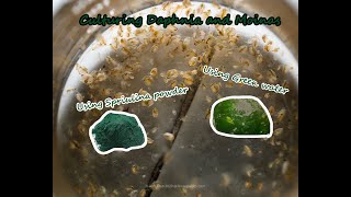 How To Culture Daphnia and Moinas using Green Water Spirulina powder [upl. by Gascony757]