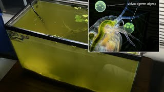 Raising Daphnia for the Freshwater Aquarium [upl. by Cecilius]