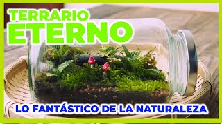 TERRARIO ETERNO  ECOSISTEMA AUTO SUSTENTABLE [upl. by Julietta]