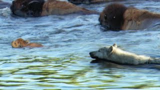 Determined Wolf Catches Young Calf  BBC Earth [upl. by Yniar]