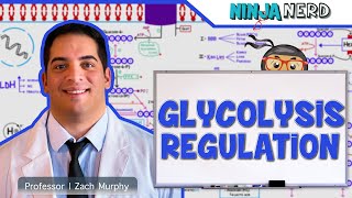 Metabolism  Regulation of Glycolysis [upl. by Ynohtn30]