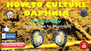 HOW TO CULTURE DAPHNIA In Easy Way [upl. by Ardnaeel810]