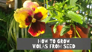 VIOLAS  HOW TO GROW VIOLAS  How I grow Violas from seed [upl. by Ferdie]