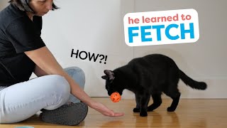 How I Trained My Cat To Fetch [upl. by Morganstein]